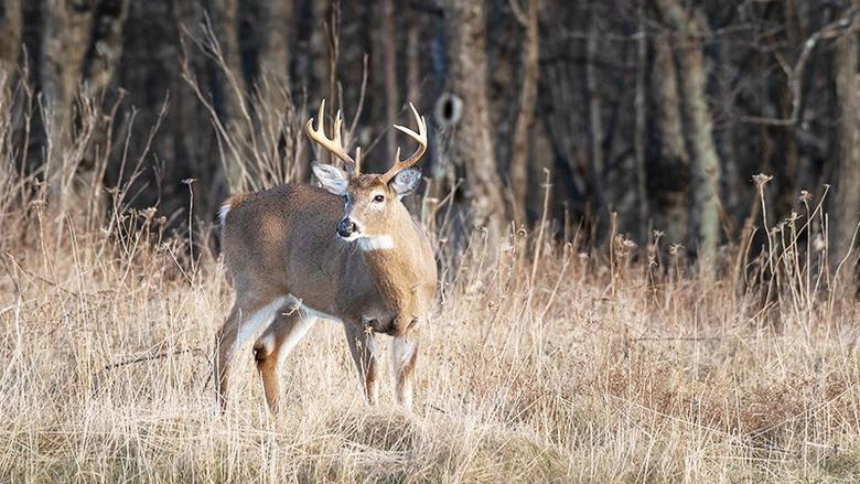 A deer (buck) in a field